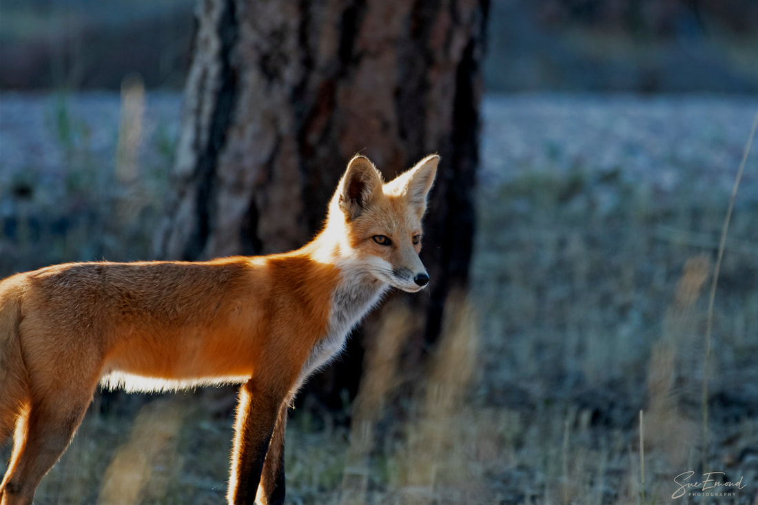 red fox near pine tree at sundown