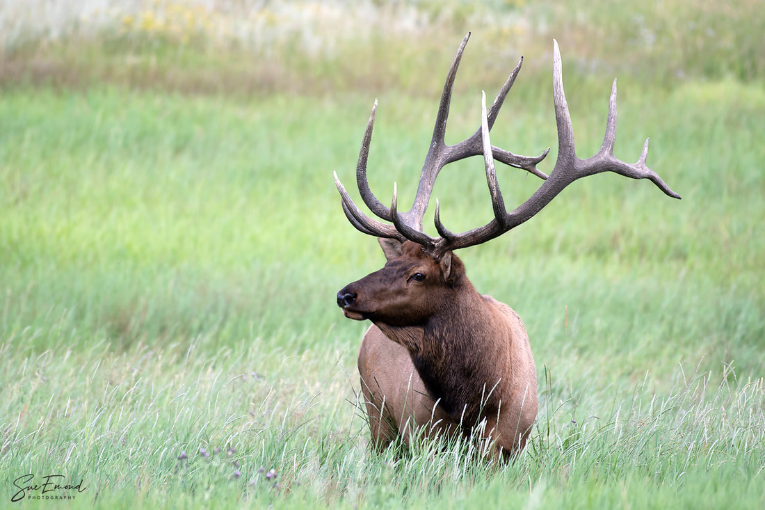 bull elk with velvet antlers