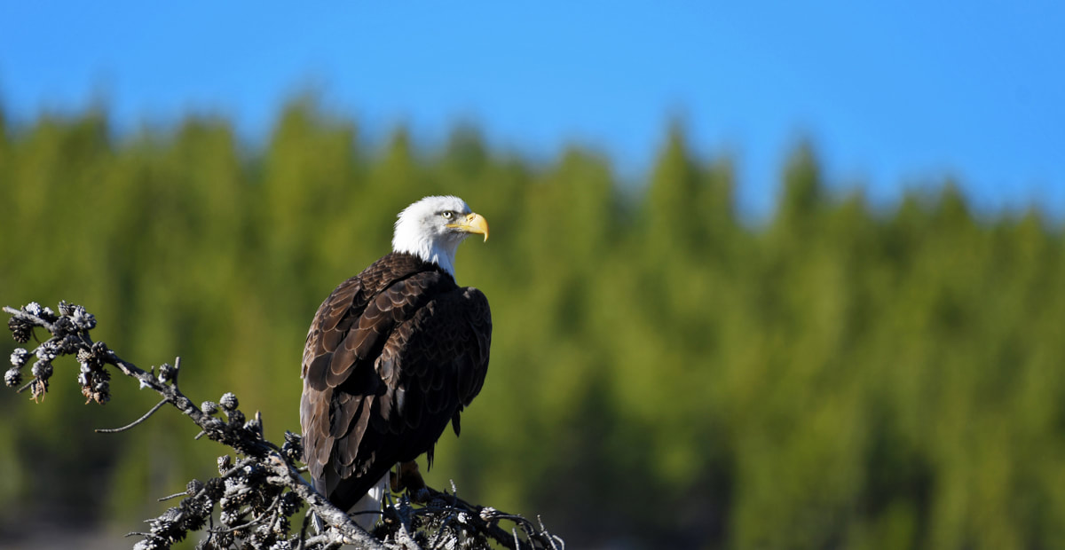 early-morning bald eagle