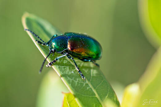 shiny green beetle on a leaf