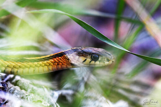 garter snake in the grass